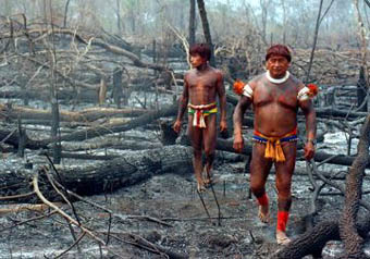 Brazil Forest Fire Aftermath.